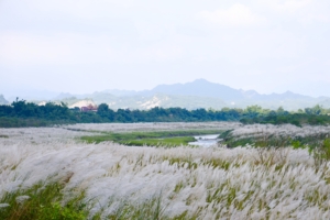 甜根子草銀白花海迎中秋 大內曾文溪畔十月雪浪漫登場