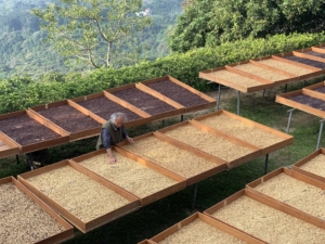 從一杯咖啡，看見土地與未來｜ 大鋤花間讓東山咖啡產業升級再翻篇